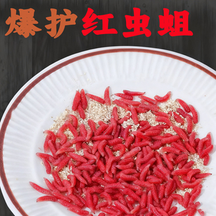 精品红蛆虫活饵黑坑鱼食野钓神饵户外溪流石斑鱼爆护鱼饵神器红虫