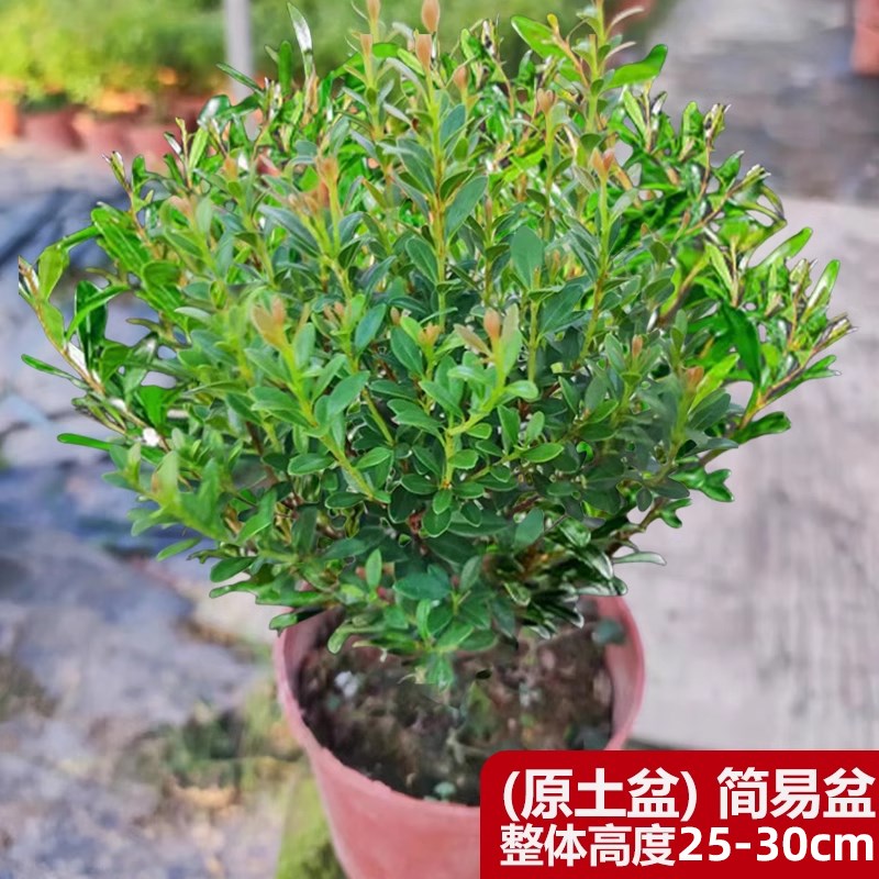 小叶赤楠老桩h苗紫檀微景观水培办公室四季好养金丝楠木绿植