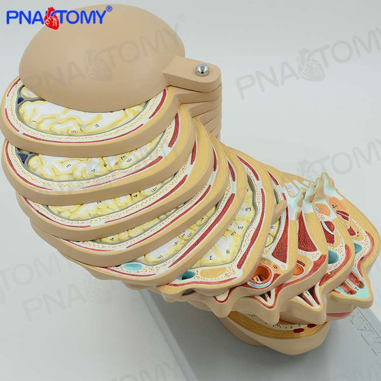 大脑头颅横切面断层模型CTMRI大脑模型放射磁共振成像教学神经科