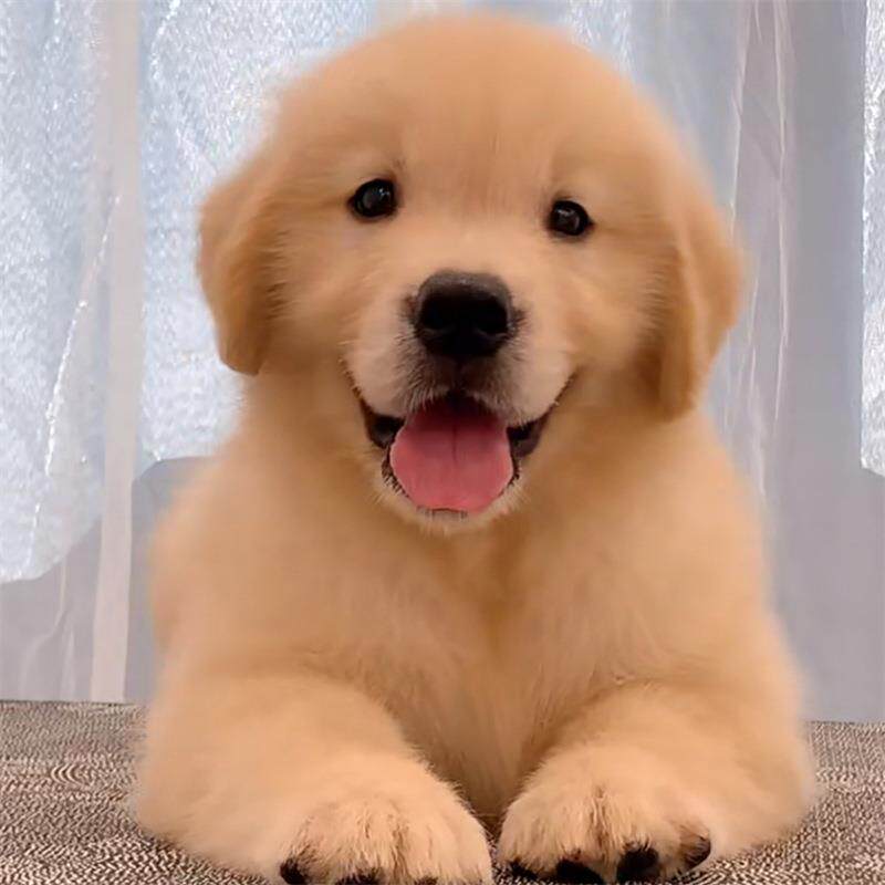 纯种金毛犬大头版大骨架双血统金毛犬聪明可爱家庭伴侣犬