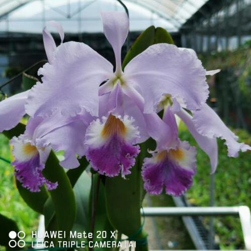 瓦雷丽 开花株