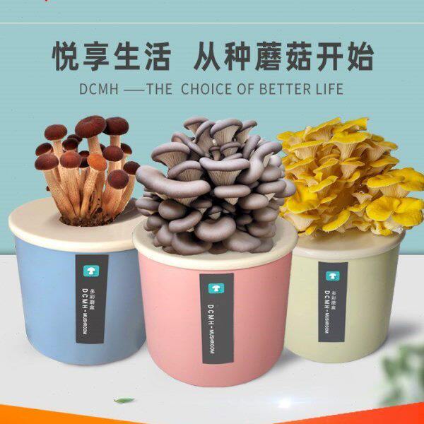 养殖菌菇小朋友自养家庭鲜蘑菇学校蘑菇绿色菌包菇菌种植生长室内