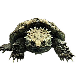 原种爆刺纯佛鳄龟苗佛罗里达拟鳄龟活体宠物观赏凶猛小乌龟鳄龟蛋