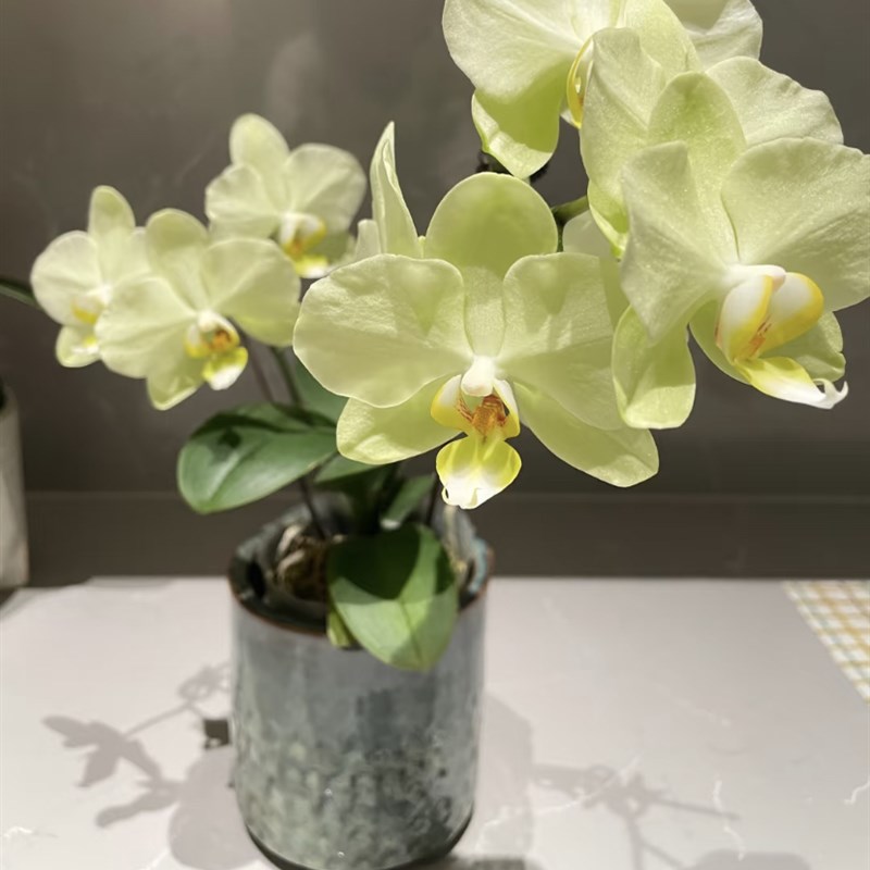 蝴蝶兰多头苗卡利2.8寸杯