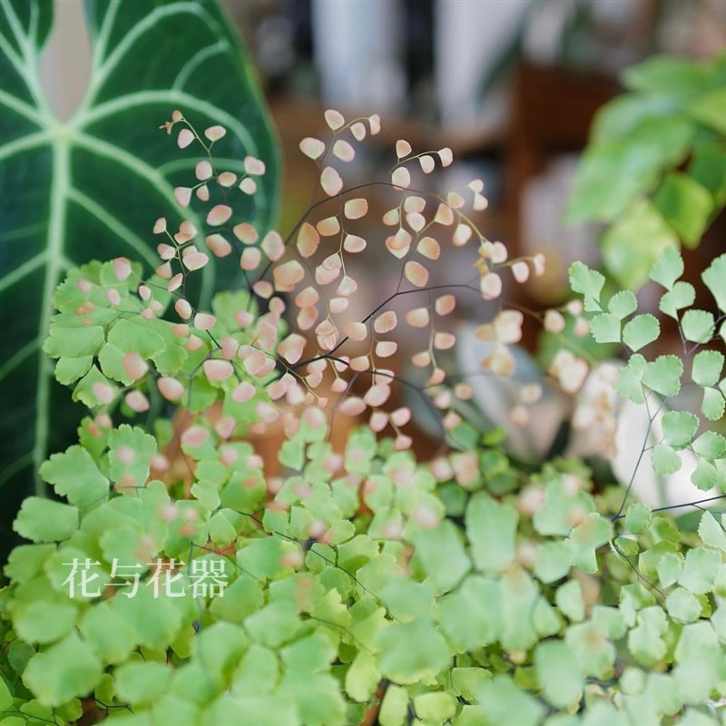 花与花器 柔情铁线蕨扇叶铁线蕨盆栽 生态雨林缸景观造景蕨类植物