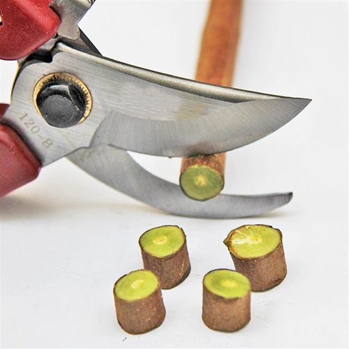 园艺修枝剪刀园林剪枝修花树木剪子不锈钢盆景果树粗枝剪绿化工具