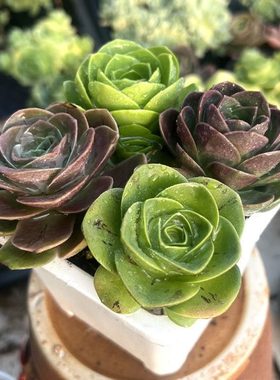 四个品种组合山地玫瑰耶罗酒杯鸡蛋小玉多肉植物套餐懒人植物