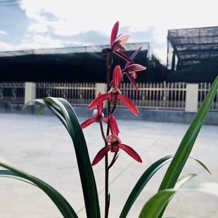 【冯达锋国兰】样品兰花苗四季兰建兰：墨宝