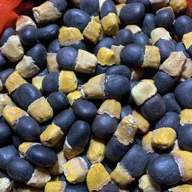 缅茄菩提子 未打孔雕刻原料新货蜡黄头 初步挑选无坏籽一斤包邮