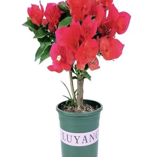 三角梅盆栽带花发货四季开花爬藤植物阳台小花卉庭院勤花好养大苗