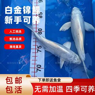 正品台湾普身白金锦鲤蝴蝶鲤鱼苗长尾短尾鲤鱼活体冷水观赏鱼懒人