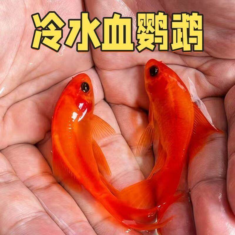 红鹦鹉血红纯种观赏鱼耐活好养黑色葡萄眼耐寒冷