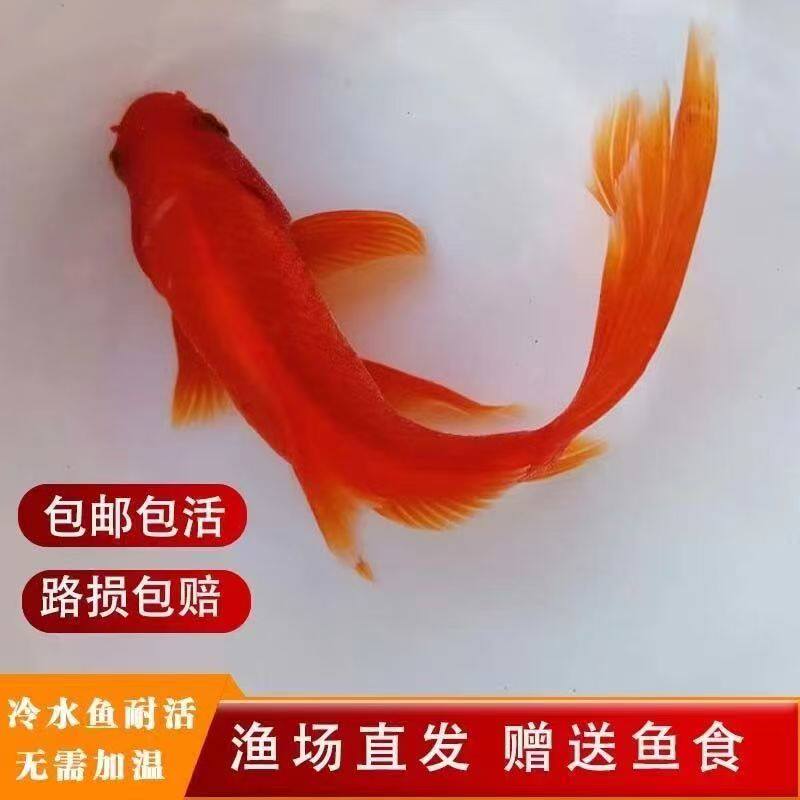 长尾大红草金鱼鱼苗冷水鱼好养耐活观赏鱼淡水锦鲤锦鲫红草金