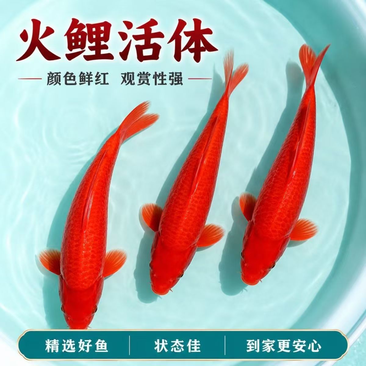 招财火鲤红色锦鲤鱼冷水观赏鱼火麒麟活鱼好养耐活自来水金鱼淡水