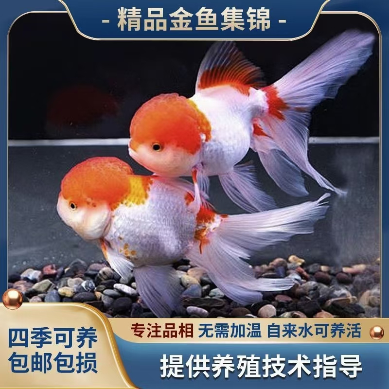 随机精品红头泰狮金鱼活体