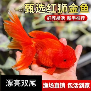 红狮国狮鸿运冷水观赏鱼活鱼狮子头好养淡水耐活小尺寸金鱼