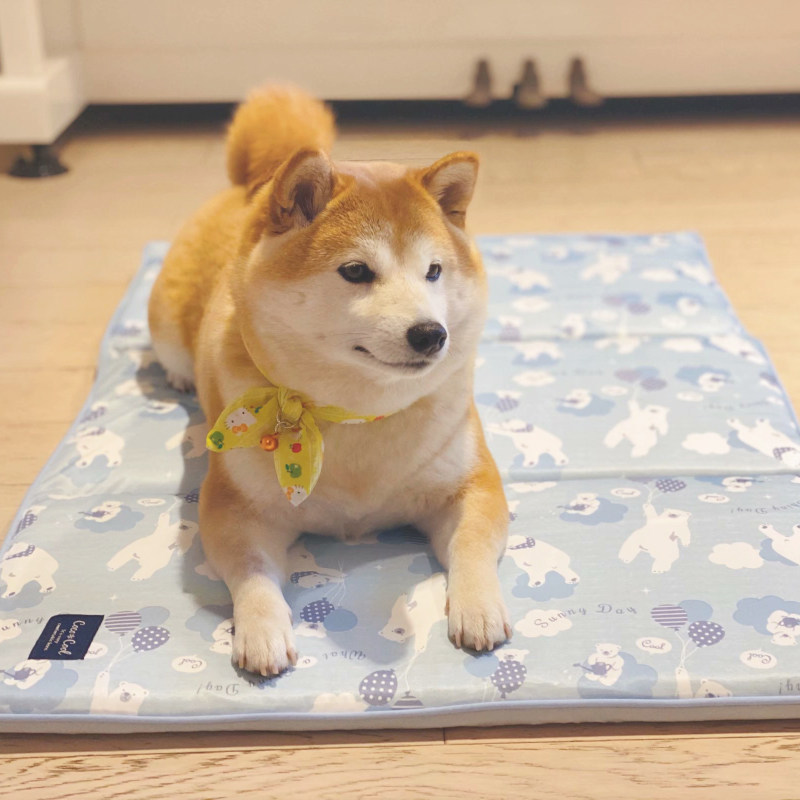 沙丘猫宠物垫子夏季凉感毯子冰垫狗垫夏天凉席狗狗睡觉垫柴犬狗窝