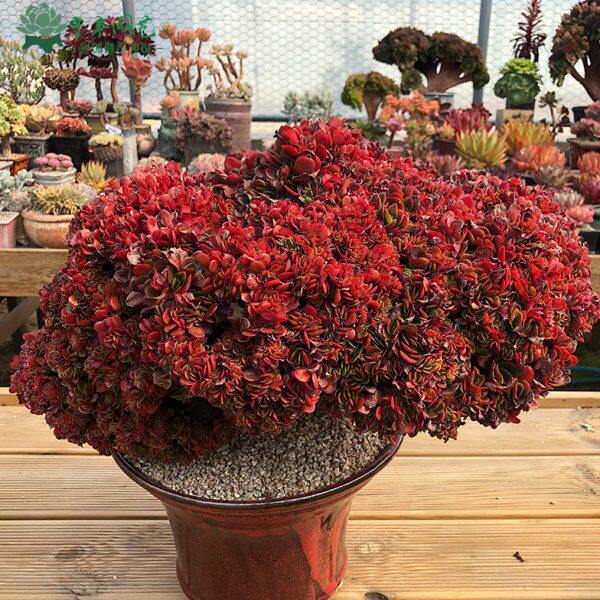 多肉老桩肉肉植物一物一拍稀有多肉悬崖桩稀有贵货黑法师缀化多肉