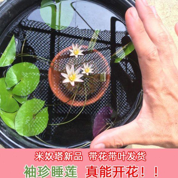 迷你小睡莲 米奴塔minuta 带花苞微型莲花苗草缸造景鱼缸种孑碗莲