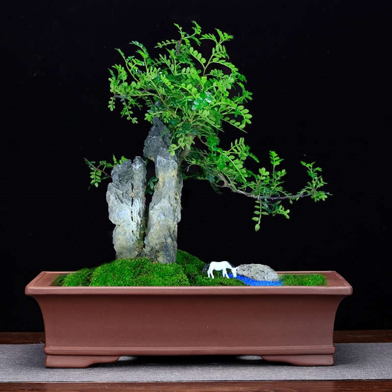 紫砂花盆精品陶瓷方形长条古典高档盆景盆室内老R桩假山造景中国