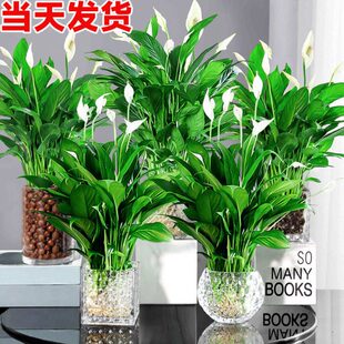 白一帆风顺盆栽水培植物办公室绿萝活好养花卉去甲醛绿植室内掌