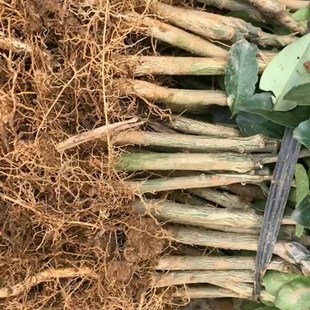 杨梅芽苗杨梅大苗杨梅小苗实生苗直生苗包成N活东魁苗乌梅苗绿化