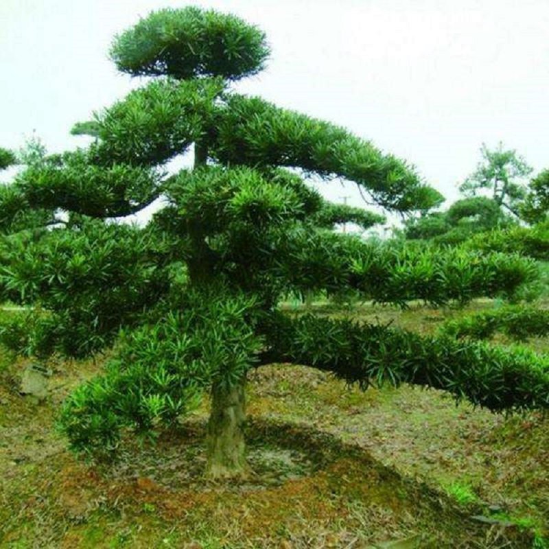 罗汉松大树苗树桩迎客松别墅庭z院中大型罗汉松小苗绿化罗汉松盆