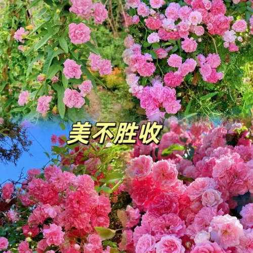 缠枝牡丹花根带芽种根重瓣花苗耐寒热多年生宿根粉色春化芽尖YP2