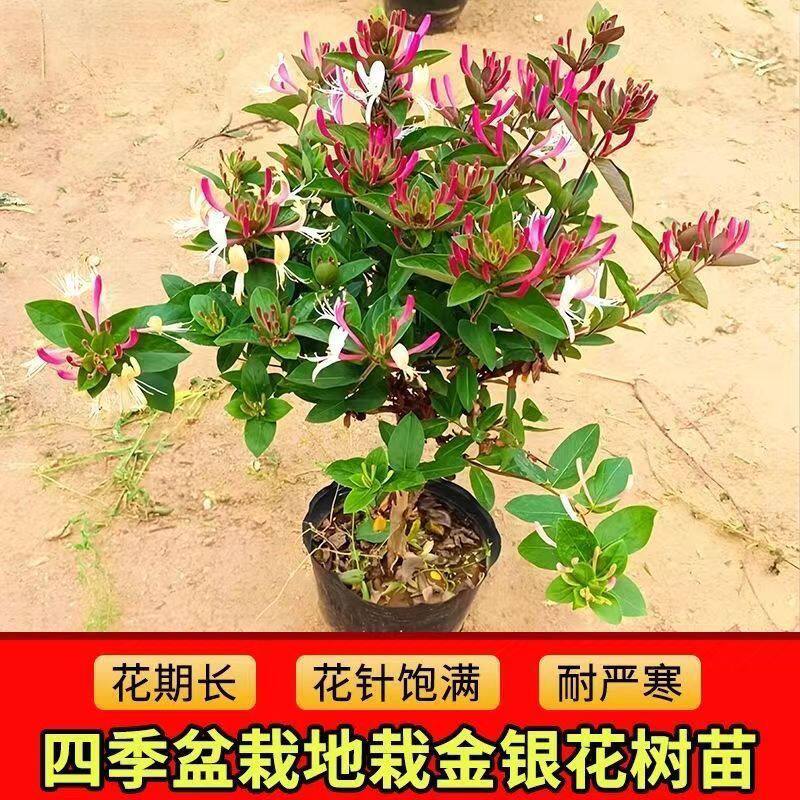 精品四季多彩红色金银花树苗盆栽地栽阳台庭院南北种植耐寒带花