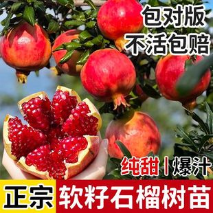 石榴树苗特大大红袍石榴树苗盆栽地栽南北方庭院种植当年结果耐寒