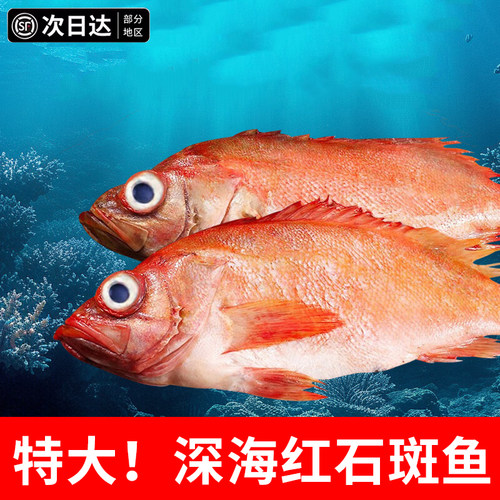 海捕鲜活冷冻红石斑鱼超大条