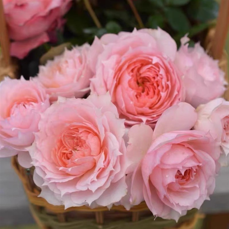 S18莫妮卡戴维中大苗灌木浓香大花丰花勤花N阳台庭院花苗带盆带土