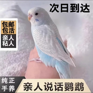 鹦鹉活鸟虎皮鹦鹉鸟类小鸟会学说话的鸟手养宠物小型鹦鹉一公一母