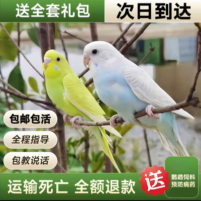 鹦鹉活鸟活物家养宠物小鸟云斑鹦鹉中小型会说话手养虎皮鹦鹉包活