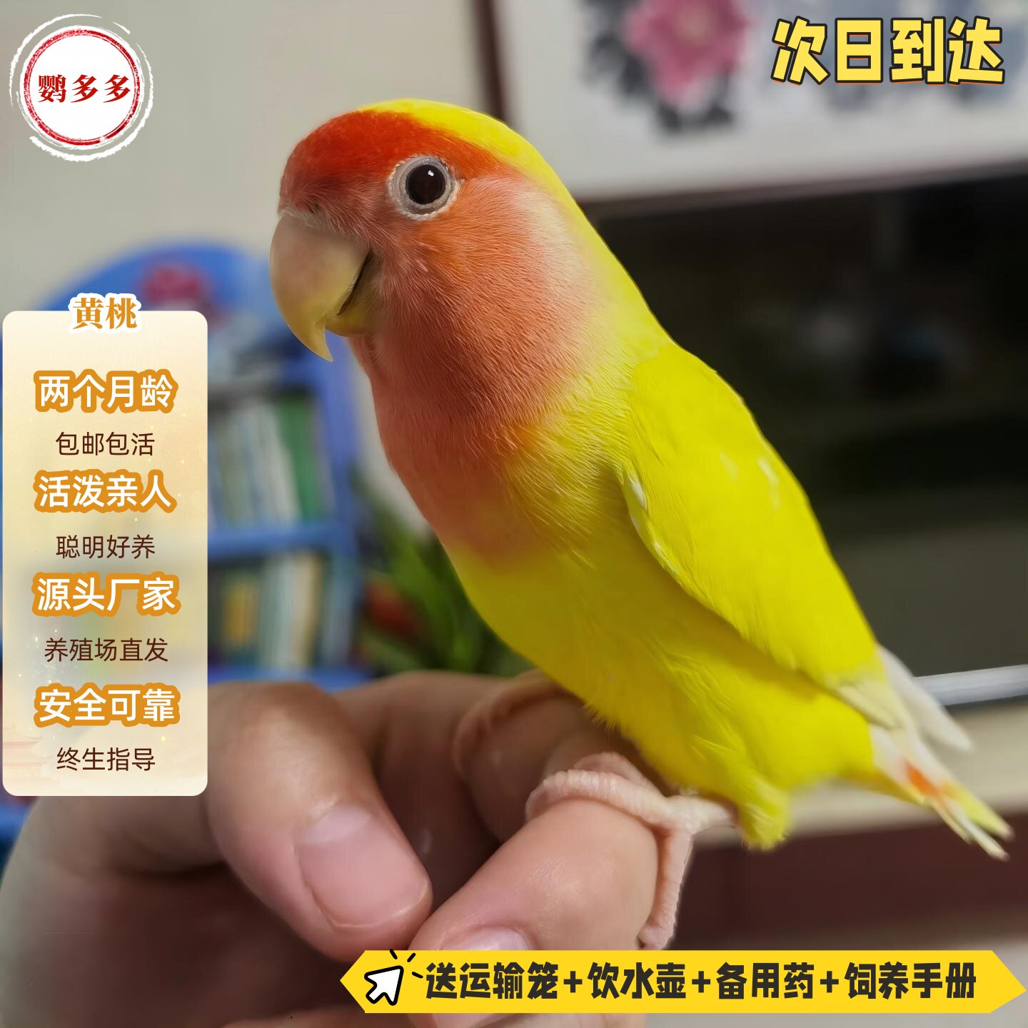 牡丹鹦鹉爱情鸟活体黄金丝黄桃绿桃观赏鸟宠物鸟家养学说话易亲人