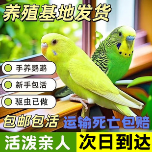 包说话虎皮鹦鹉活鸟宠物活体鸟类家养小鸟手养亲人一对非玄凤牡丹