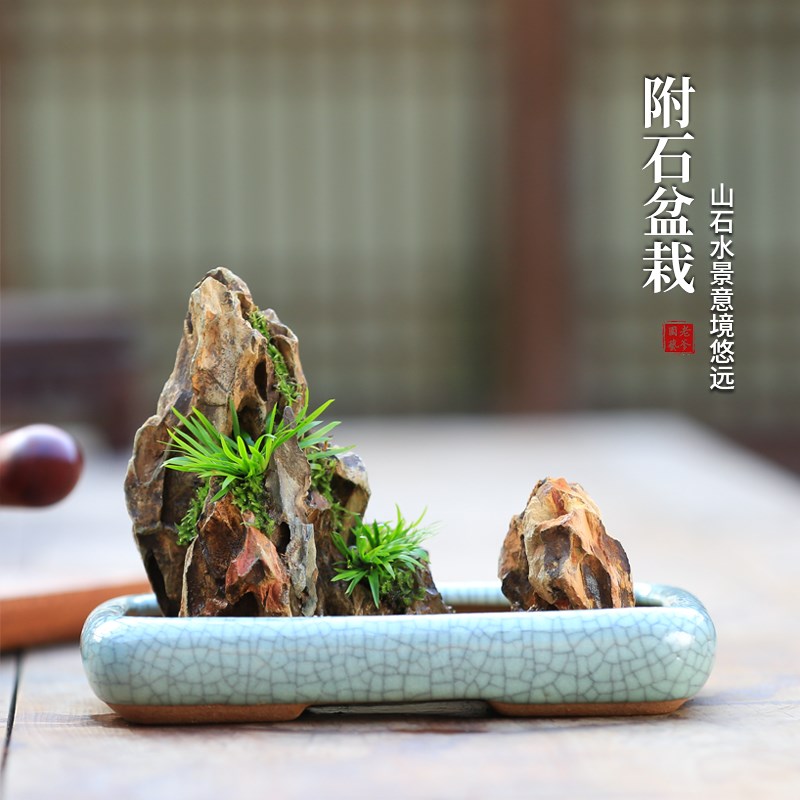 水培易活植物净化空气四季常青造型文竹盆栽茶台好养花卉盆景桌面