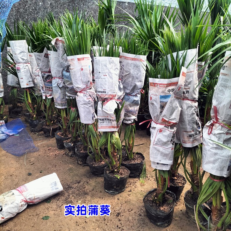 耐寒蒲葵植物棕榈科树扇叶室内外绿植四季长青大型观叶好养活网红
