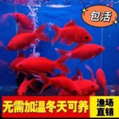 冷水鹦鹉鱼招财锦鲤活体好养耐活自来水可养红草金金鱼淡水观赏鱼