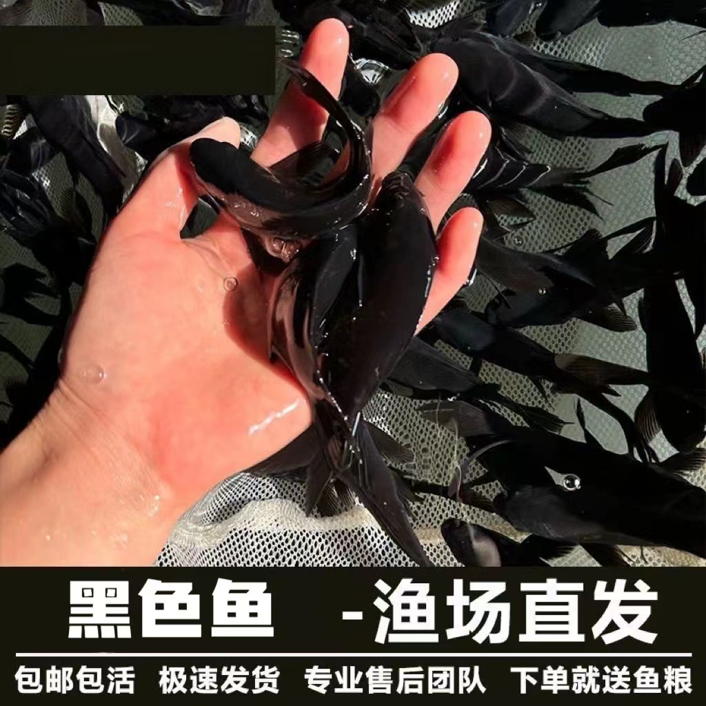 黑色鱼黑金鱼草金鱼冷水淡水观赏鱼活体鱼好养耐活小鱼苗自来水