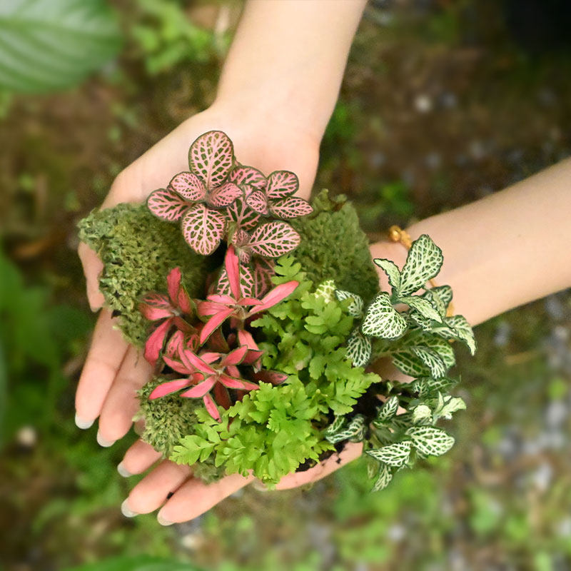 雨林缸苔藓微景观用白发藓狼尾蕨鲜活蕨类迷你植物造景
