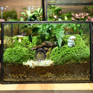 苔藓微景观玻璃生态缸造景艺术摆件室内植物绿植创意