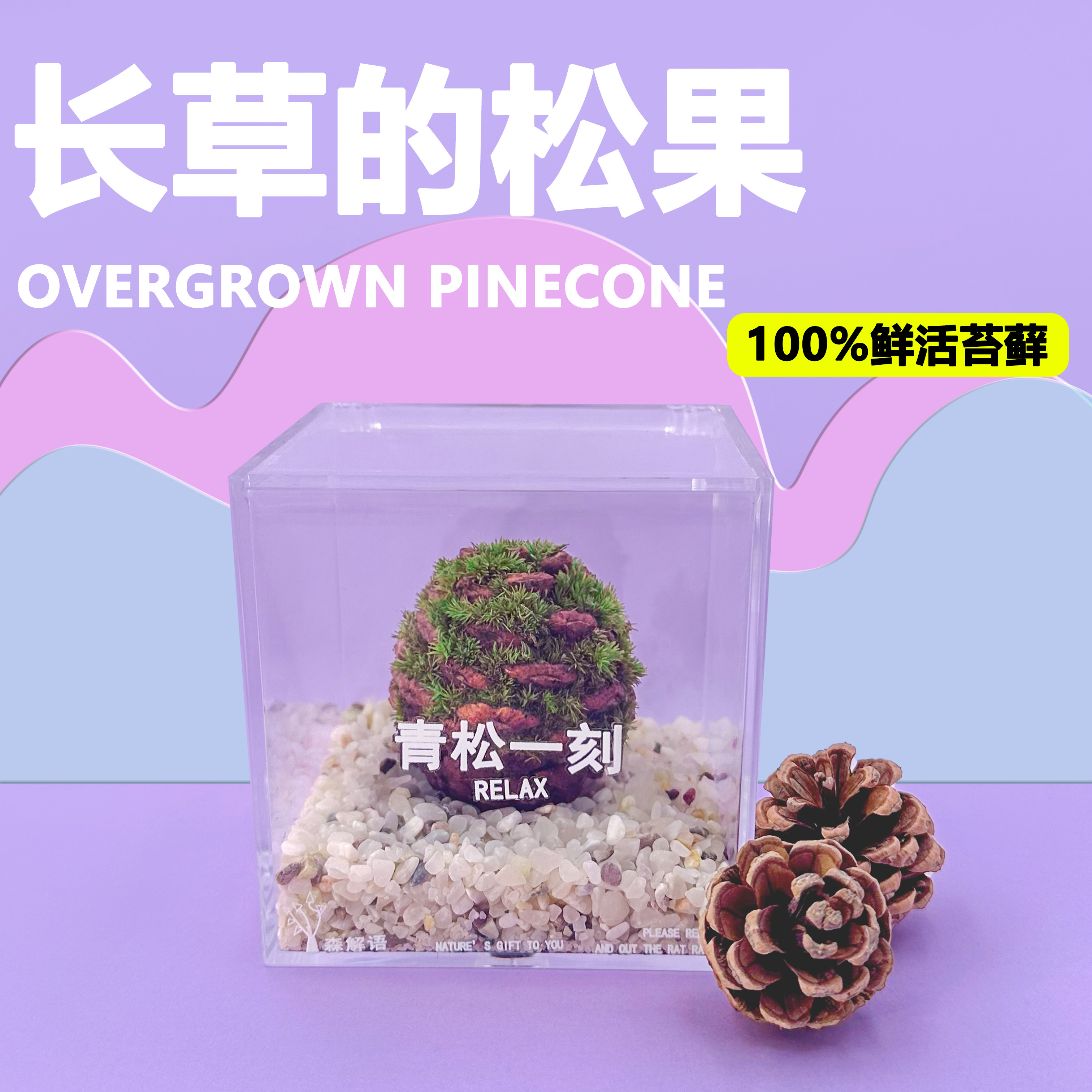 青松一刻创意松果苔藓球桌面治愈