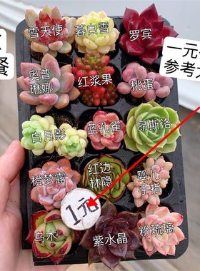 【一单包邮】eXX套餐2-3厘米15颗多肉植物组合多肉带托盘品种如图