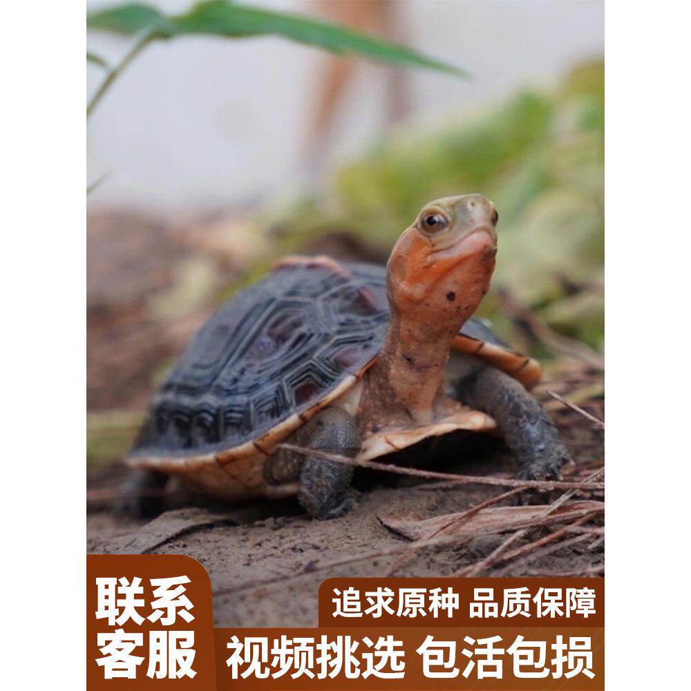 黄缘龟闭壳龟安缘幼龟活物龟苗乌龟宠物台缘幼苗安布纯种安徽闭合