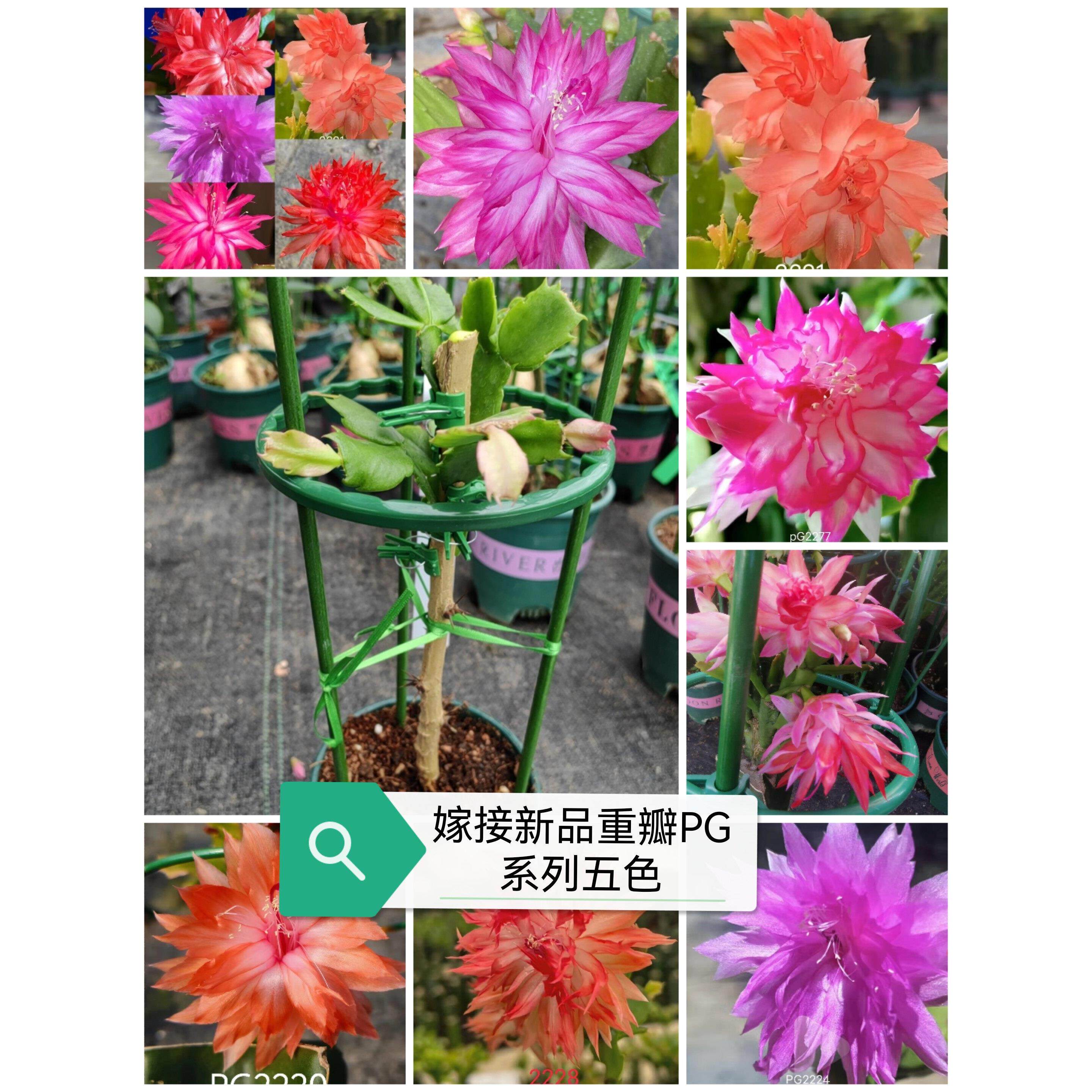 叶仙嫁接蟹爪兰进口重瓣组合苗进口黄红白紫橙重瓣复色重瓣超多色