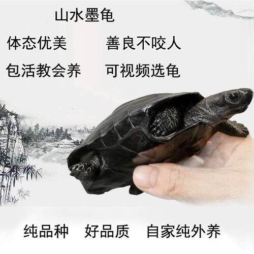 墨龟全黑活体宠物龟中华草龟公品种纯观赏龟不咬人长寿龟正宗墨龟