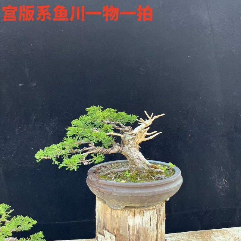 进口名贵松柏盆景宫阪八房米叶系鱼川纪州济州真柏盆景舍利干