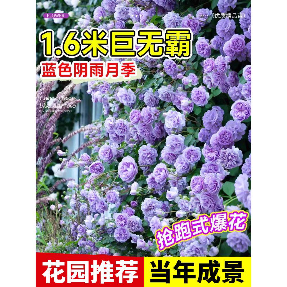 蔷薇花苗爬藤月季开花卉植物盆栽室外庭院四季爬墙玫瑰花月季树苗
