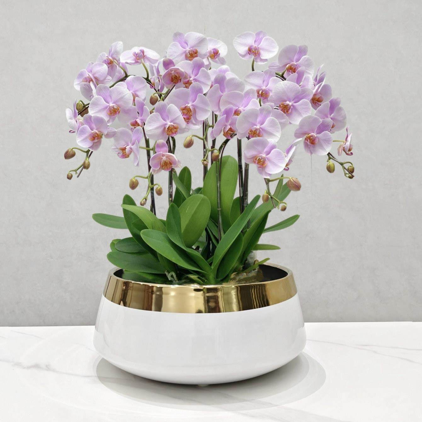 蝴蝶兰花盆电镀金色专用大口径客厅水仙水培花盆陶瓷北欧轻奢网红